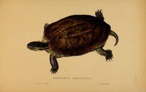 Amboina-Scharnierschildkröte (Tortoises, terrapins, and turtles London, Paris, and Frankfort :H. Sotheran, J. Baer & co.,1872)