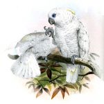 Weißhaubenkakadu (Joseph Wolf)
