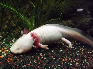 Axolotl (Nautiland Sonneberg)