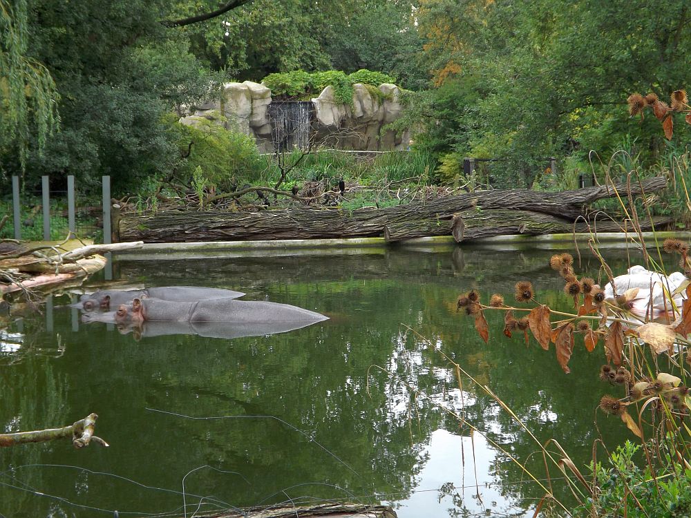 Flusspferdanlage (Zoo Antwerpen)