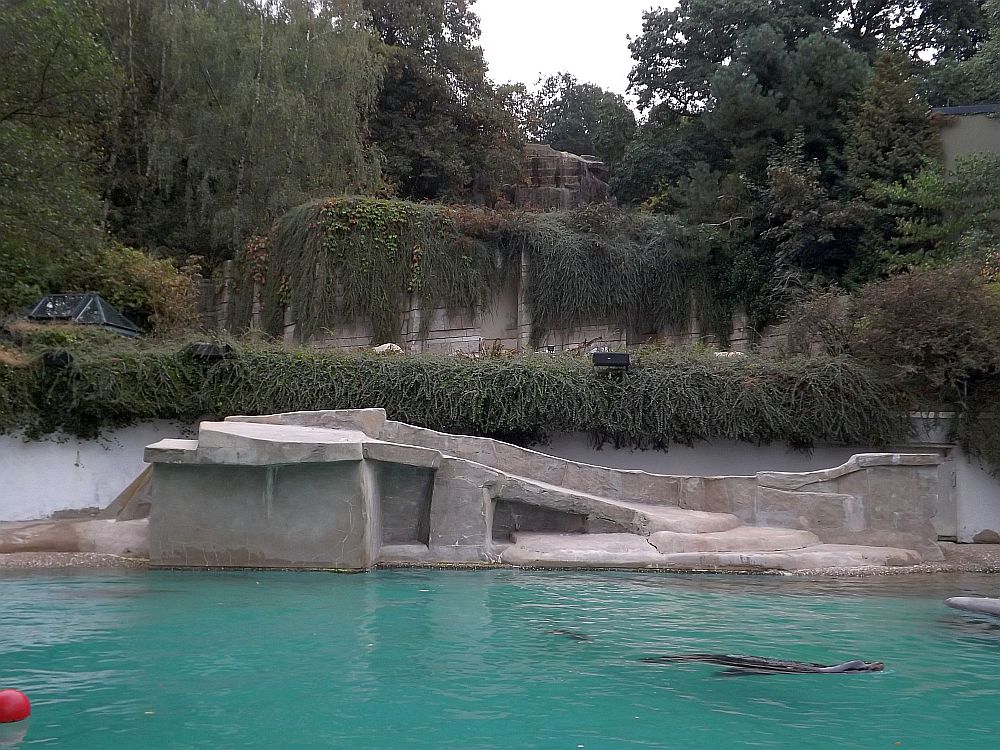 Seelöwen und Eisbären (Zoo Wuppertal)