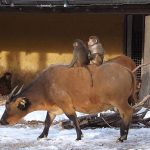 Mantelpavian und Rotbüffel (Zoo Augsburg)