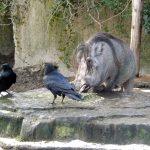 Warzenschwein und Kolkrabe (Zoo Berlin)