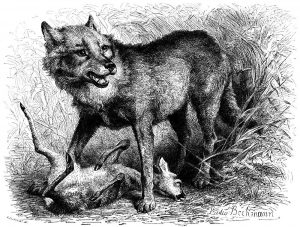 Wolf (Brehms Tierleben)