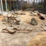 Außenanlage der Fenneks (Zoo Augsburg)