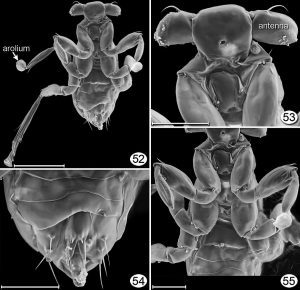 Dicopomorpha echmepterygis, Männchen(Huber J, Noyes J (2013). "A new genus and species of fairyfly, Tinkerbella nana (Hymenoptera, Mymaridae), with comments on its sister genus Kikiki , and discussion on small size limits in arthropods". Journal of Hymenoptera Research 32: 17--44. Pensoft Publishers. DOI:10.3897/JHR.32.4663)