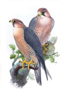 Falco peregrinus babylonicus (John Gould)