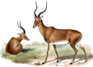 Hunter-Antilope (Joseph Smit)