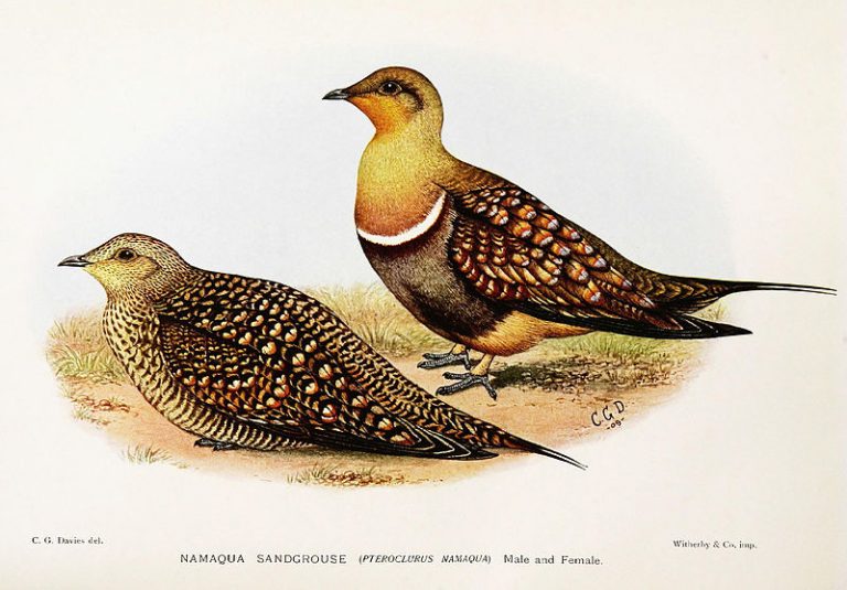 Portrait NamaFlughuhn Der BeutelwolfBlog