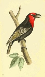 Purpurmasken-Bartvogel (William Swainson, F.R.S., F.L.S.)