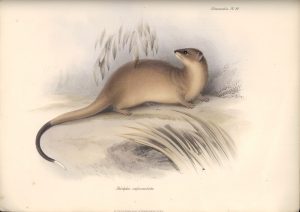 Dickschwanzbeutelratte (The Zoology of the Voyage of H.M.S. Beagle)