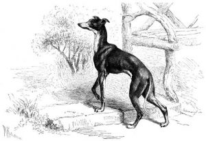 Italienischer Windhund (Brehms Tierleben)