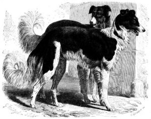 Wolfswindhund (Brehms Tierleben)
