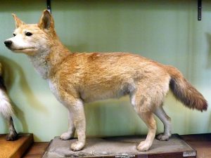 Dingo (Naturkundemuseum Wien)