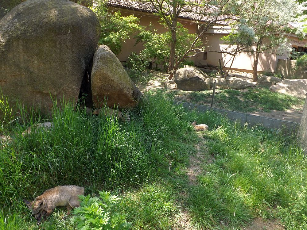 Außenanlagen für Löffelhunde und Mangusten (Zoo Plzen)