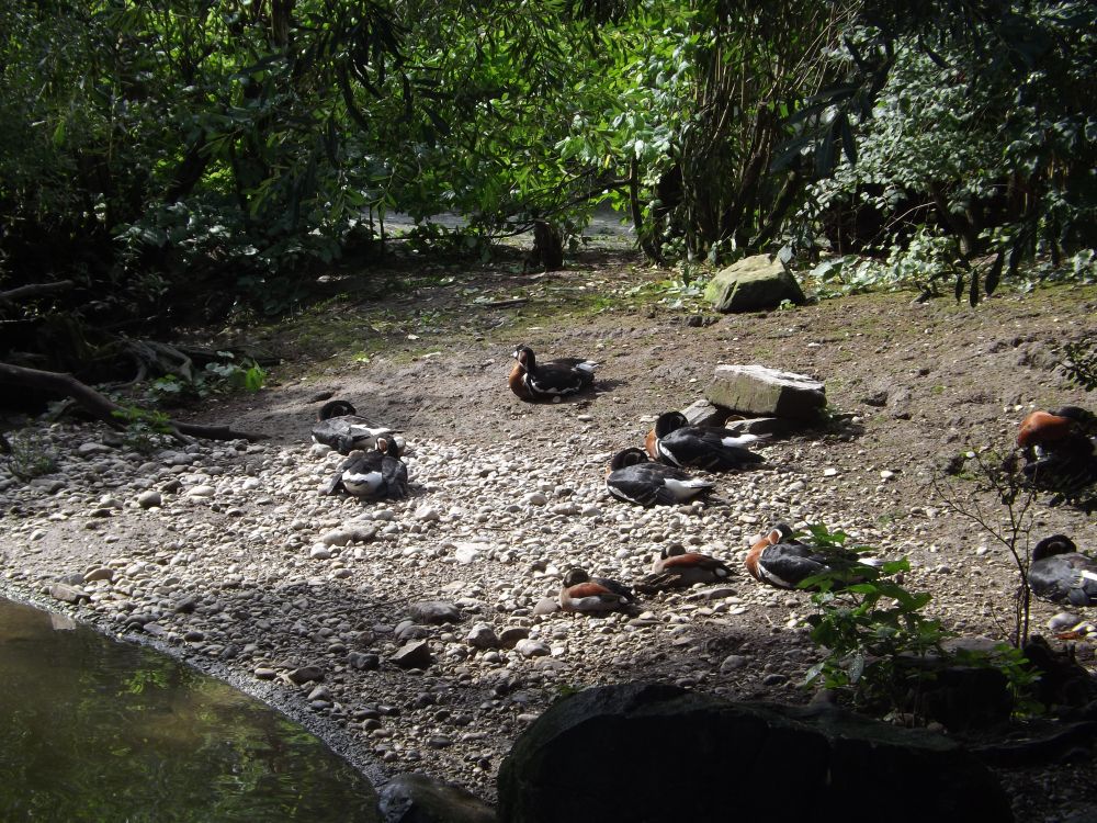 Vogelvoliere (Tierpark Hellabrunn)