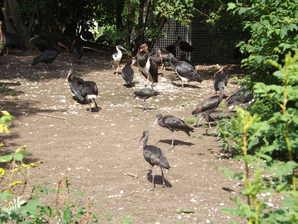 Vogelvoliere (Tierpark Hellabrunn)