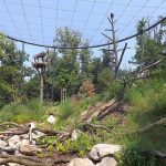 Weißkopfseeadlervoliere (Zoo Brno)