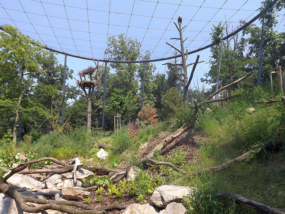 Weißkopfseeadlervoliere (Zoo Brno)
