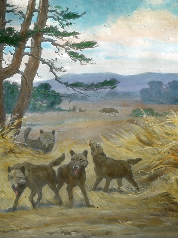 Canis dirus (Charles R. Knight)