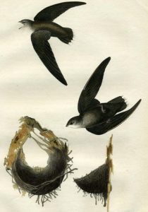 Schornsteinsegler (John James Audubon)