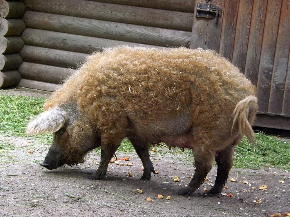 Wollschwein (Tierpark Eilenburg)
