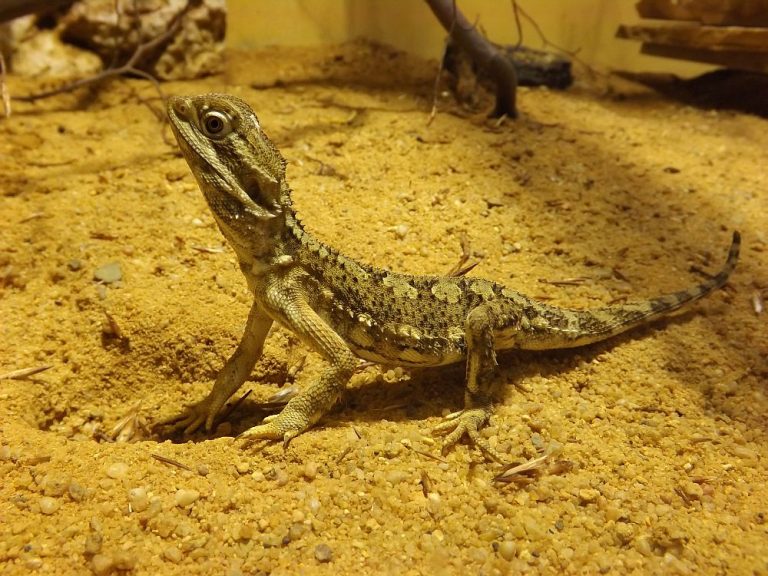 Portrait: Zwergbartagame | Der Beutelwolf-Blog