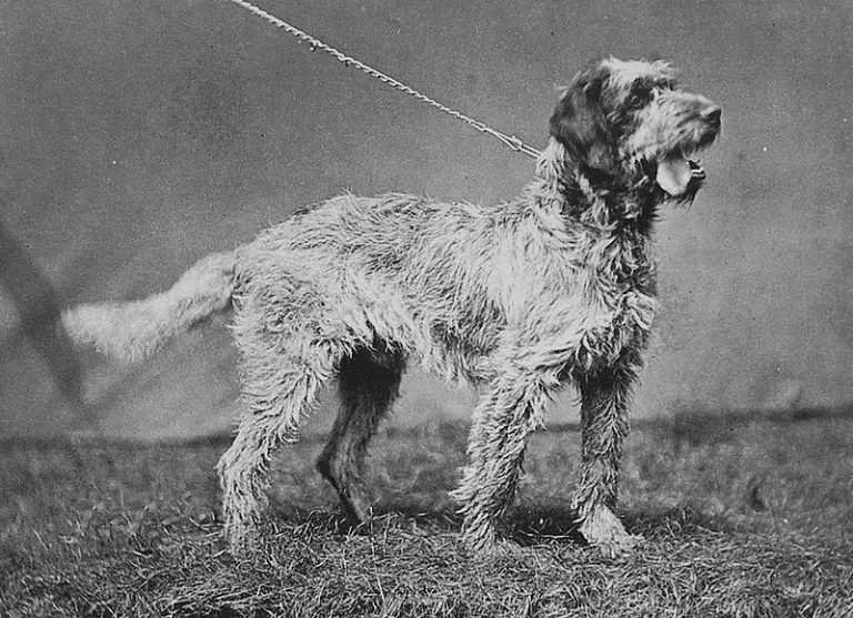 Ausgestorbene Hunderassen 4 (Archiv) Der BeutelwolfBlog