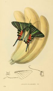 Urania sloanus (William Swainson)