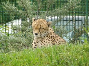Sudan-Gepard (Zoo Plzen)
