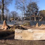 Neue Löwenanlage (Zoo Heidelberg)
