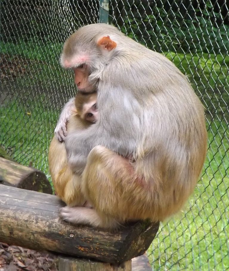 Portrait: Rhesusaffe | Der Beutelwolf-Blog