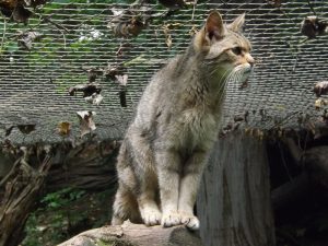 Europäische Wildkatze (Zoo Jihlava)