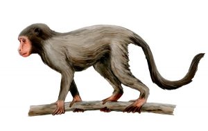 Aegyptopithecus zeuxis (© N. Tamura)
