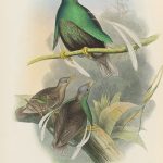 Bänder-Paradiesvogel (John Gould)