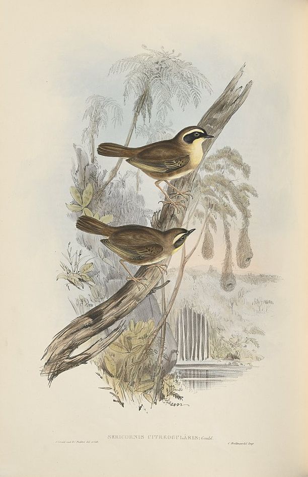 Gelbkehl-Sericornis (John Gould)