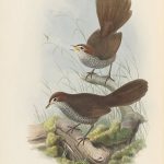 Langschnabel-Lackvogel (John Gould)