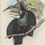 Prachtparadiesvogel (John Gould)