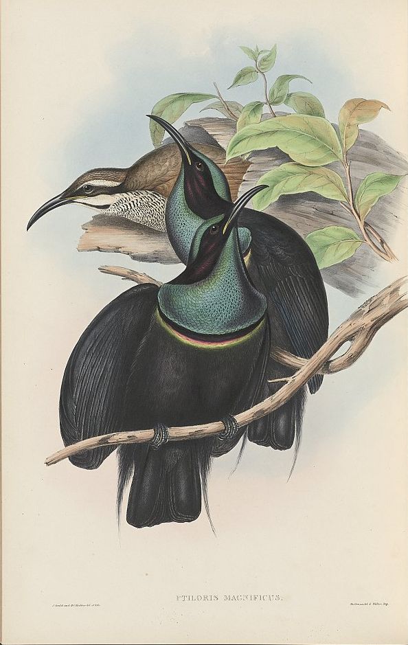 Prachtparadiesvogel (John Gould)