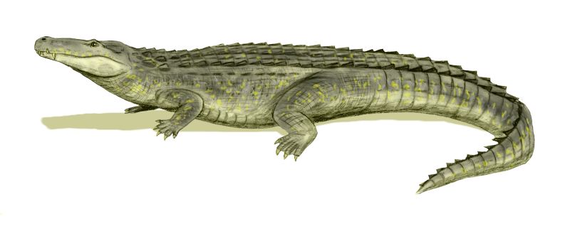 Purussaurus brasiliensis (© N. Tamura)