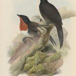 Schwarzkopf-Stachelschwanzflöter (John Gould)