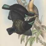 Victoria-Paradiesvogel (John Gould)