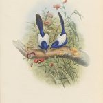 Weißflügel-Staffelschwanz (John Gould)