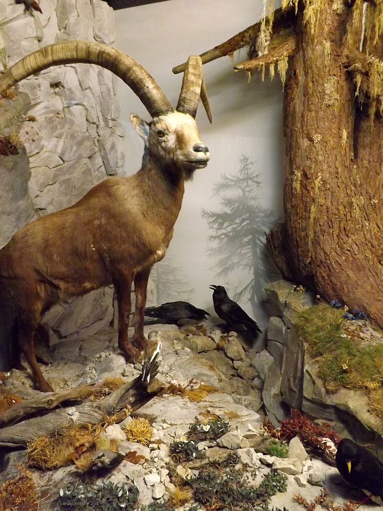 Alpendiorama (Naturmuseum Augsburg)