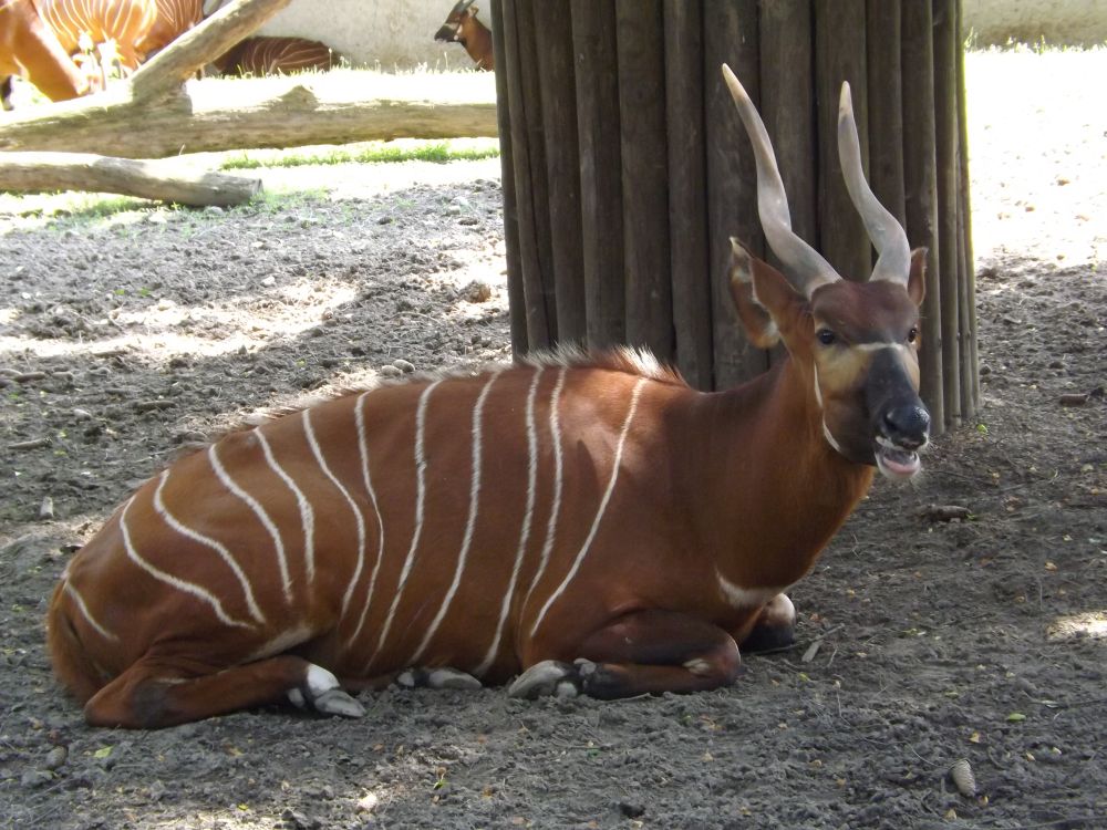 Bongo (Zoo vur Kralove nad Labem)