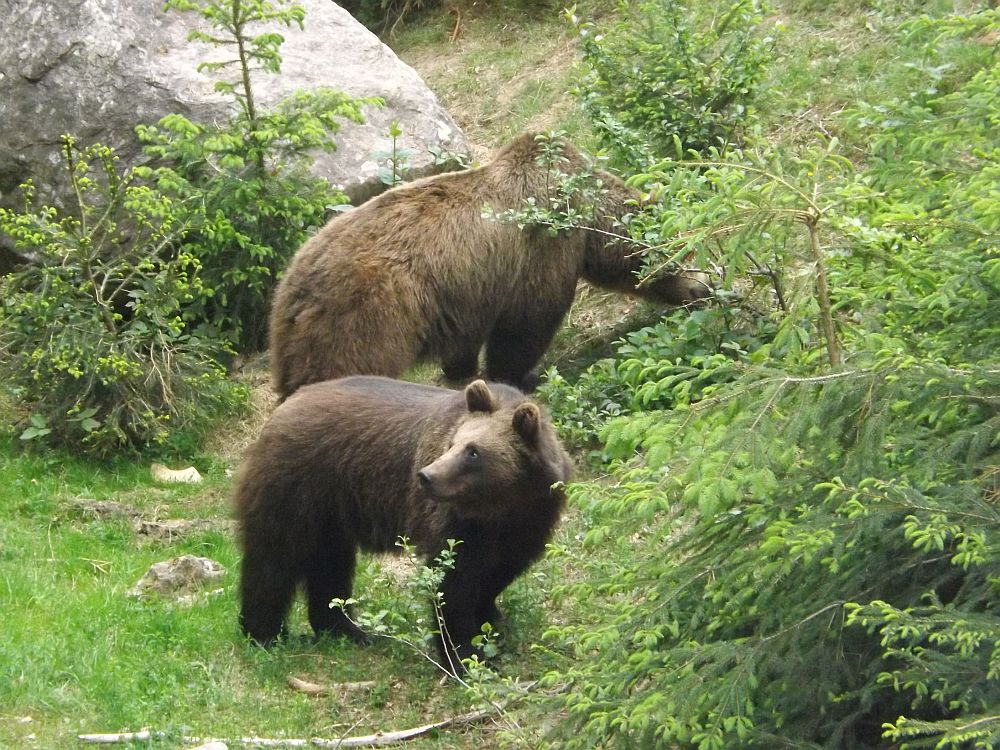 Braunbär (Tierfreigelände des Nationalparkzentrums Lusen)