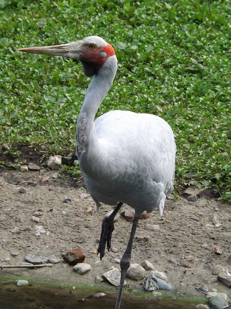 Brolgakranich (Weltvogelpark Walsrode)