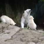 Eisbär (Zoo Brno)