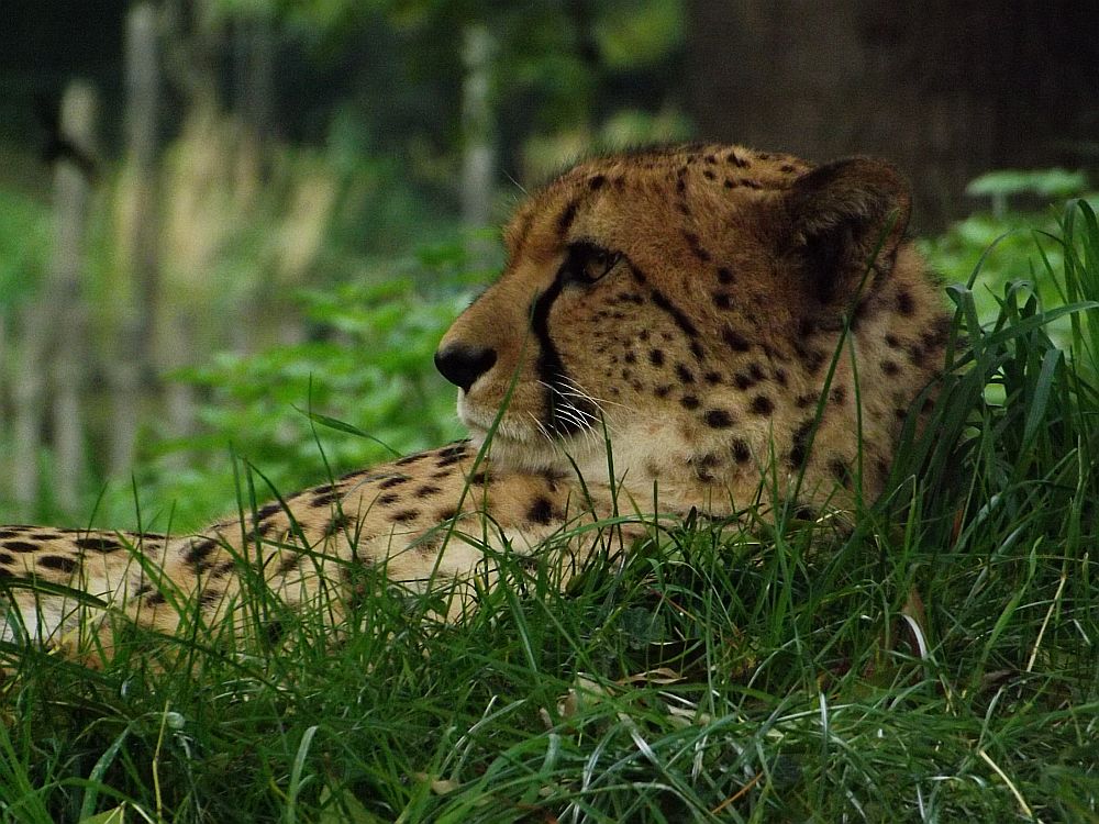 Gepard (Zoo Köln)
