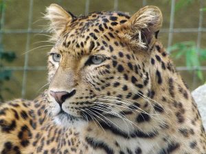 Chinesischer Leopard (Tierpark Hellabrunn)
